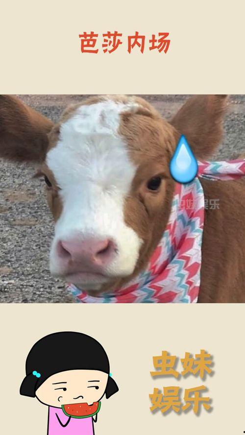 娱乐吃瓜君的抖音,娱乐吃瓜君带你揭秘娱乐圈最新八卦! 第1张 娱乐吃瓜君的抖音,娱乐吃瓜君带你揭秘娱乐圈最新八卦! 第1张